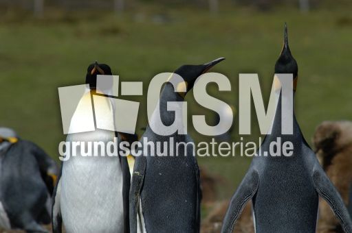 Königspinguin (42 von 84).jpg